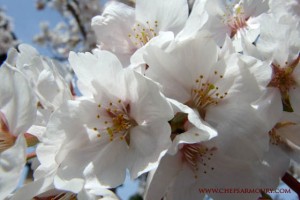 Cherry blossoms or sakura - Japan