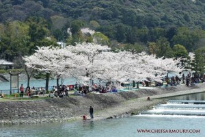 Hanami - Cherry Blossom Viewing - Uji, Japan