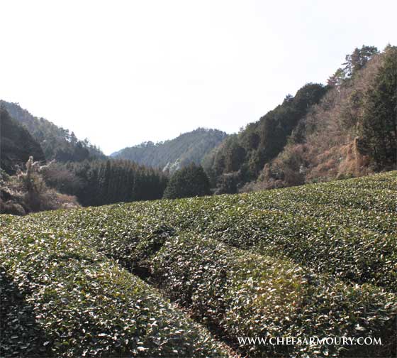 Green tea plantation, Uji