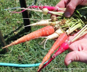 Organic carrots, radishes and turnips - Berridale
