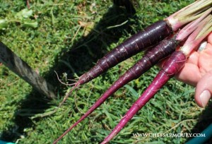 Purple carrots, Berridale