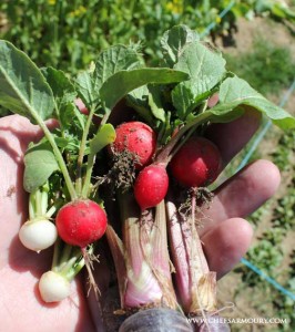 Organic baby turnips and radishes, Berridale